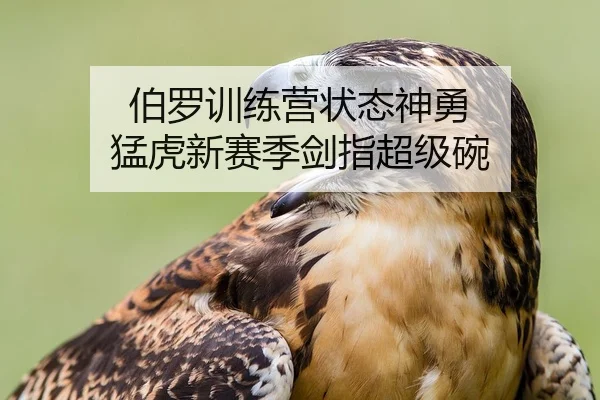 伯罗训练营状态神勇 猛虎新赛季剑指超级碗